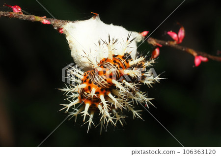 Luritatheha larva Luritatheha larva 106363120