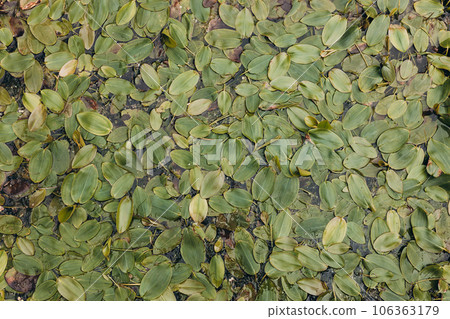 Green plant on a surface of the lake, nature background 106363179