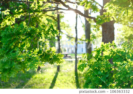 Beautiful natural background, close-up of tree branches against the background 106363332