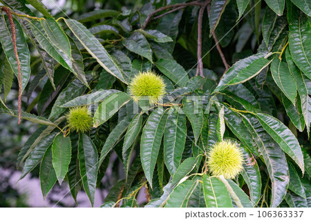 Blue chestnut fruit 106363337