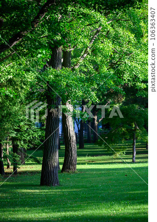 Summer trees (Nakajima Park, Sapporo)_9614 106363407