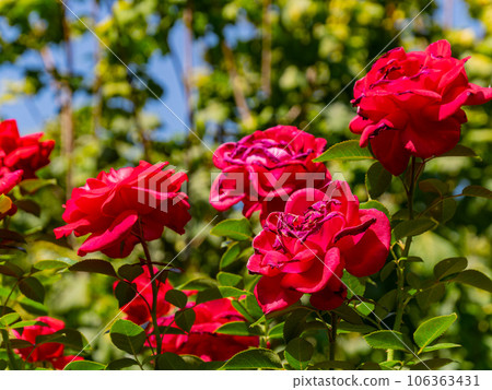 Close up shot of rose blossom 106363431