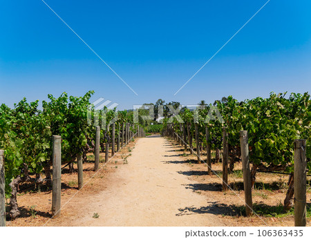 Close up shot of mature grapes hanging in winery 106363435