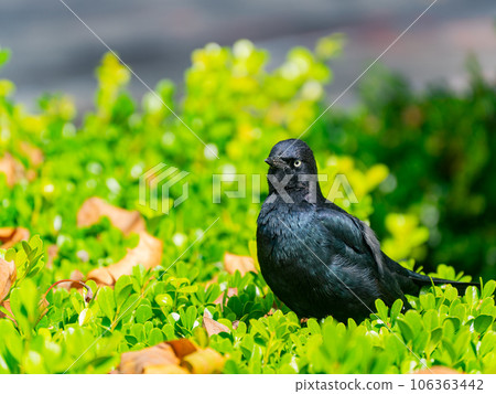 Close up shot of common grackle Close up shot of common grackle 106363442