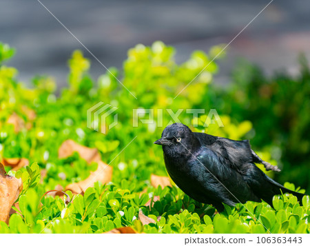 Close up shot of common grackle Close up shot of common grackle 106363443