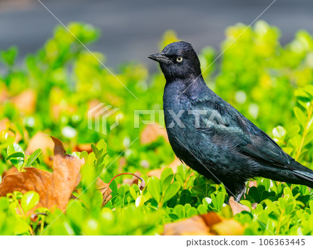 Close up shot of common grackle Close up shot of common grackle 106363445