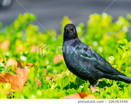 Close up shot of common grackle Close up shot of common grackle 106363446
