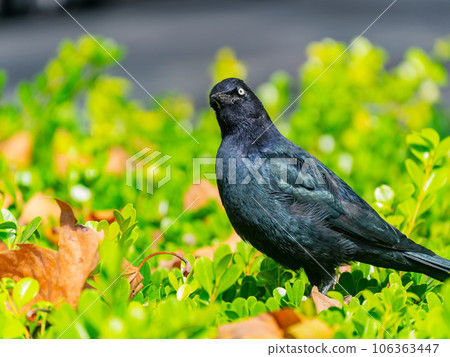 Close up shot of common grackle Close up shot of common grackle 106363447