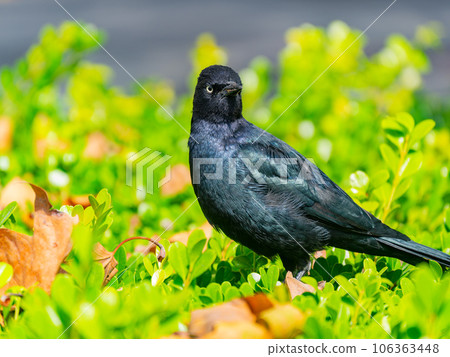 Close up shot of common grackle Close up shot of common grackle 106363448