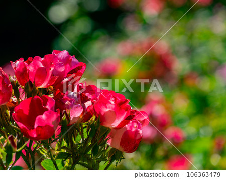 Close up shot of rose blossom 106363479