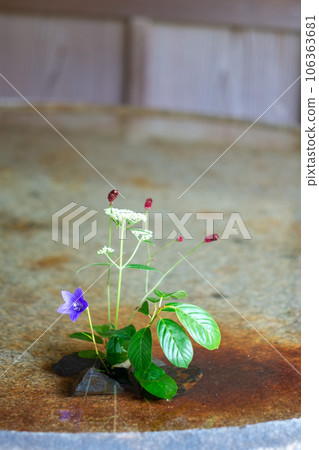 鮮花 鮮花 106363681