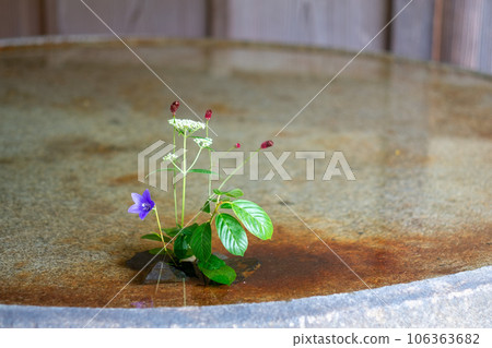 浮在水面上的花 浮在水面上的花 106363682