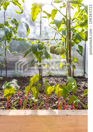 Green tomatoes Green tomatoes 106363722