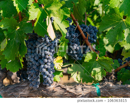 Close up shot of mature grapes hanging in winery 106363815