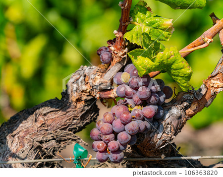 Close up shot of mature grapes hanging in winery 106363820