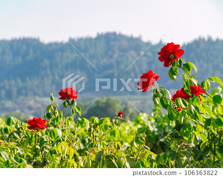Close up shot of rose blossom 106363822