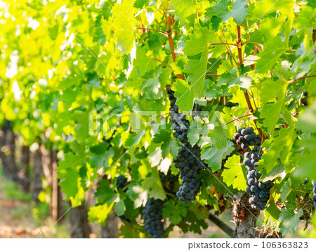 Close up shot of mature grapes hanging in winery 106363823
