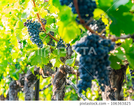 Close up shot of mature grapes hanging in winery 106363825