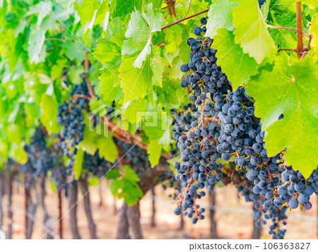 Close up shot of mature grapes hanging in winery 106363827
