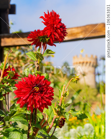 Close up shot of Dahlia pinnata blossom 106363831