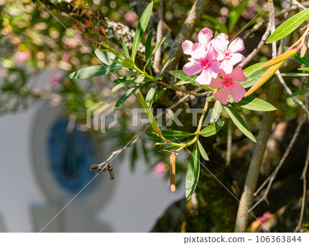 Close up shot of Nerium blossom 106363844