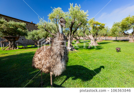 Close up shot of Emu 106363846