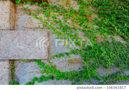 Close up shot of Common Ivy on wall 106363857