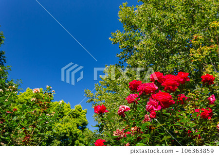 Close up shot of rose blossom 106363859