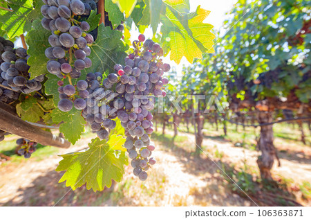 Close up shot of mature grapes hanging in winery Close up shot of mature grapes hanging in winery 106363871