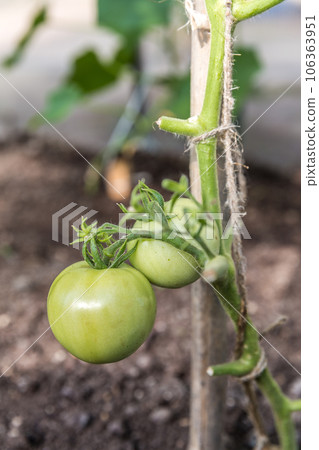 Green tomatoes 106363951