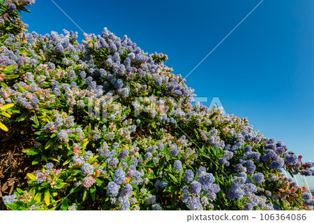 Close up shot of Ceanothus flower blossom Close up shot of Ceanothus flower blossom 106364086