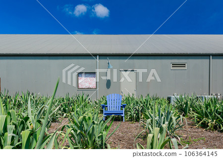 Sunny view of a blue chair and ground plants Sunny view of a blue chair and ground plants 106364145