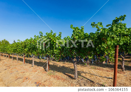 Close up shot of mature grapes hanging in winery Close up shot of mature grapes hanging in winery 106364155