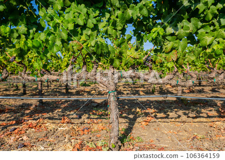 Close up shot of mature grapes hanging in winery Close up shot of mature grapes hanging in winery 106364159