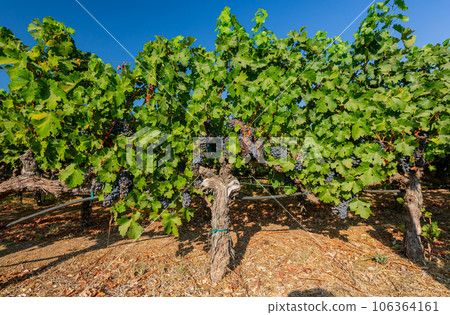 Close up shot of mature grapes hanging in winery Close up shot of mature grapes hanging in winery 106364161