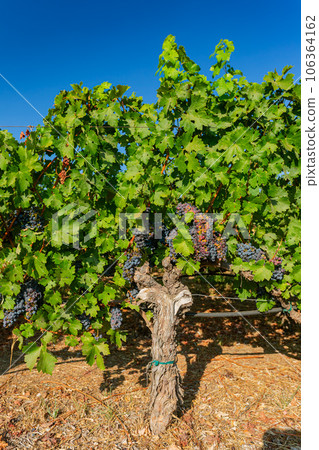 Close up shot of mature grapes hanging in winery 106364162