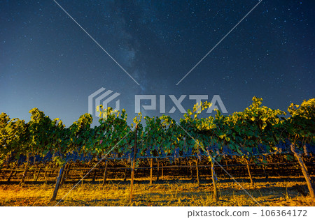 Night view with milky way sky with mature grapes hanging in winery Night view with milky way sky with mature grapes hanging in winery 106364172