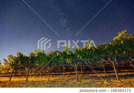 Night view with milky way sky with mature grapes hanging in winery 106364173