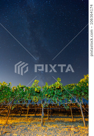 Night view with milky way sky with mature grapes hanging in winery Night view with milky way sky with mature grapes hanging in winery 106364174