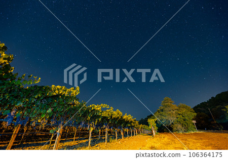 Night view with milky way sky with mature grapes hanging in winery Night view with milky way sky with mature grapes hanging in winery 106364175