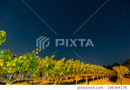 Night view with milky way sky with mature grapes hanging in winery 106364176