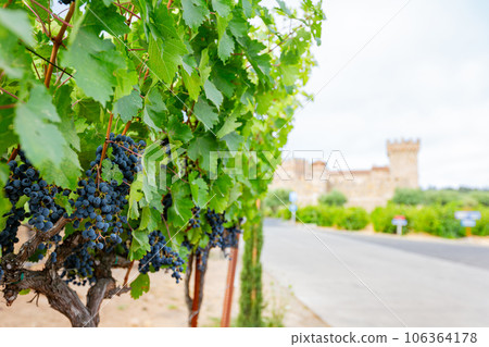 Close up shot of mature grapes hanging in winery 106364178