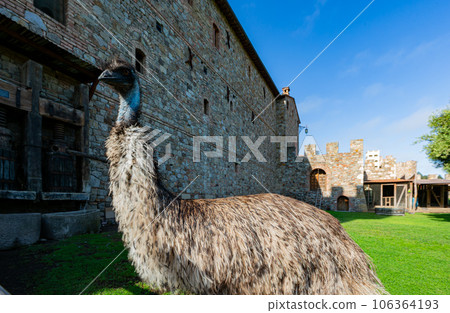 Close up shot of Emu 106364193