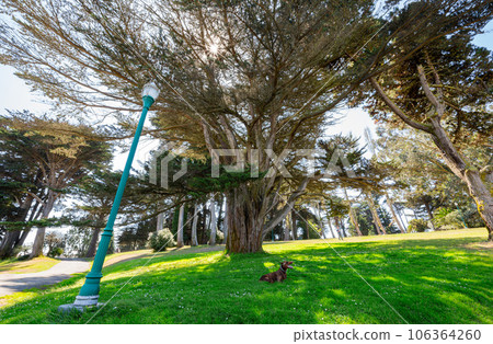 Sunny view of a happy dog under a tree in Alamo Square 106364260