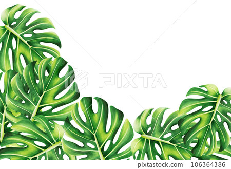Watercolor frame with realistic tropical illustration of monstera isolated on white background. Beautiful botanical hand painted logo with floral elements. For designers, spa decoration, postcards, 106364386