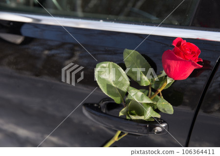 red rose 106364411