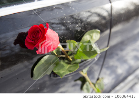 red rose red rose 106364413