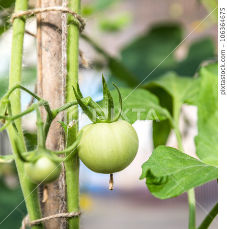 Green tomatoes Green tomatoes 106364675