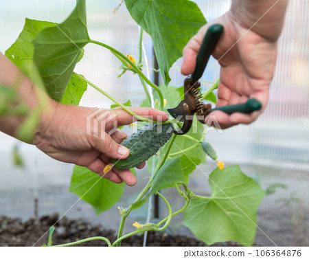 Picking cucumber 106364876