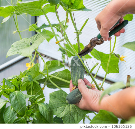 Picking cucumber 106365126